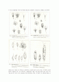 동물분류학-Observation of Protozoa(원생동물) 5페이지