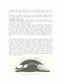 동물분류학-Observation of Mollusca(연체동물) 3페이지