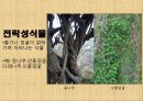 덩굴식물(만성목) 5페이지