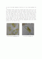 식물-Observation of Periphytic Algae 2페이지