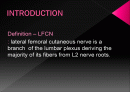 Anatomicl  Variability of the Laterl  Femoral  Cutneous  Nerve : Findings From a Surgical Series 2페이지