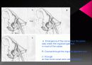 Anatomicl  Variability of the Laterl  Femoral  Cutneous  Nerve : Findings From a Surgical Series 13페이지