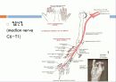   elbow joint disorser  8페이지