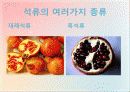 석류의 대한 전반적인 자료 및 효능 11페이지