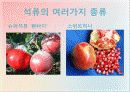 석류의 대한 전반적인 자료 및 효능 12페이지