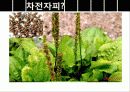 차전자피의 효능 및 제조기준과 규격 특징 군내외 제품 현황 6페이지