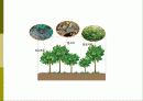 비오톱(Biotope)의 역할 및 효과 조성시 고려할점 조성사례 문제점 및 발전방향  14페이지