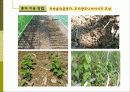 비오톱(Biotope)의 역할 및 효과 조성시 고려할점 조성사례 문제점 및 발전방향  16페이지