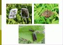 비오톱(Biotope)의 역할 및 효과 조성시 고려할점 조성사례 문제점 및 발전방향  17페이지