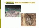 비오톱(Biotope)의 역할 및 효과 조성시 고려할점 조성사례 문제점 및 발전방향  19페이지