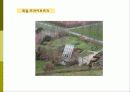 비오톱(Biotope)의 역할 및 효과 조성시 고려할점 조성사례 문제점 및 발전방향  22페이지