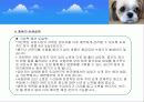  (크린펫 애견 토일렛) 애견배변판 사업계획서 11페이지