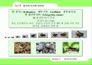 왕귀뚜라미의 자원화 이용을 위한 연구 10페이지
