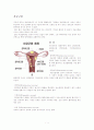 부인과 문헌고찰 1페이지