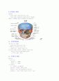 (조선대, 안영준)2012년 2011년 여름 및 겨울 지구에서 만나 살아가는 남자와 여자 총정리 및 중간고사  기말고사 14페이지