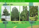 전주 지방 가로수의 대기 오염에 의한 피해 11페이지