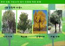 전주 지방 가로수의 대기 오염에 의한 피해 12페이지