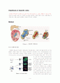 Conversion of adult pancreatic α-cells to β -cells after extreme β -cell loss 4페이지