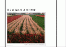 중국과 일본의 벼 생산현황 1페이지