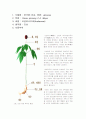 인삼 [人參 Ginseng]에 대한 정리 2페이지