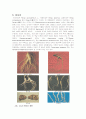 인삼 [人參 Ginseng]에 대한 정리 3페이지