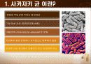 사카자키균 (Enterobacter sakazakii) 5페이지