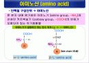 단백질(rotein)에 대하여 4페이지