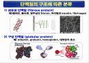 단백질(rotein)에 대하여 28페이지