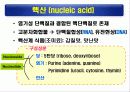 단백질(rotein)에 대하여 37페이지