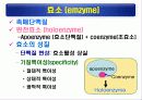 단백질(rotein)에 대하여 41페이지