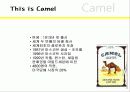 카멜과말보로 13페이지