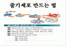 줄기세포(stem cell) 3페이지