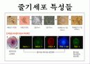 줄기세포(stem cell) 5페이지