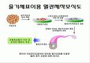 줄기세포(stem cell) 6페이지