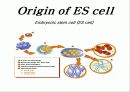 줄기세포(stem cell) 11페이지