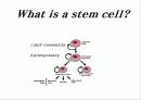 줄기세포(stem cell) 12페이지
