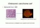 줄기세포(stem cell) 16페이지