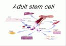 줄기세포(stem cell) 20페이지