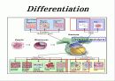 줄기세포(stem cell) 28페이지