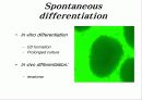 줄기세포(stem cell) 29페이지