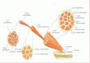 근육 계(Musular system) 5페이지