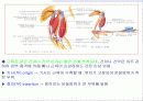 근육 계(Musular system) 8페이지
