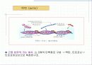 근육 계(Musular system) 13페이지
