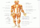근육 계(Musular system) 18페이지