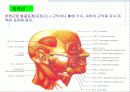 근육 계(Musular system) 20페이지