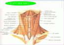 근육 계(Musular system) 21페이지