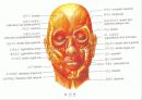 근육 계(Musular system) 22페이지