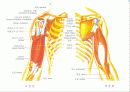 근육 계(Musular system) 25페이지