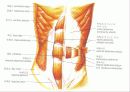 근육 계(Musular system) 28페이지