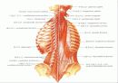 근육 계(Musular system) 29페이지